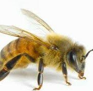 Помощь при укусе пчелы