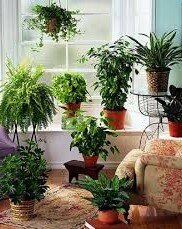 комнатные растения в квартире