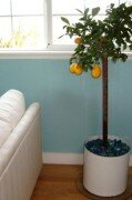 как вырастить лимон в домашних условиях